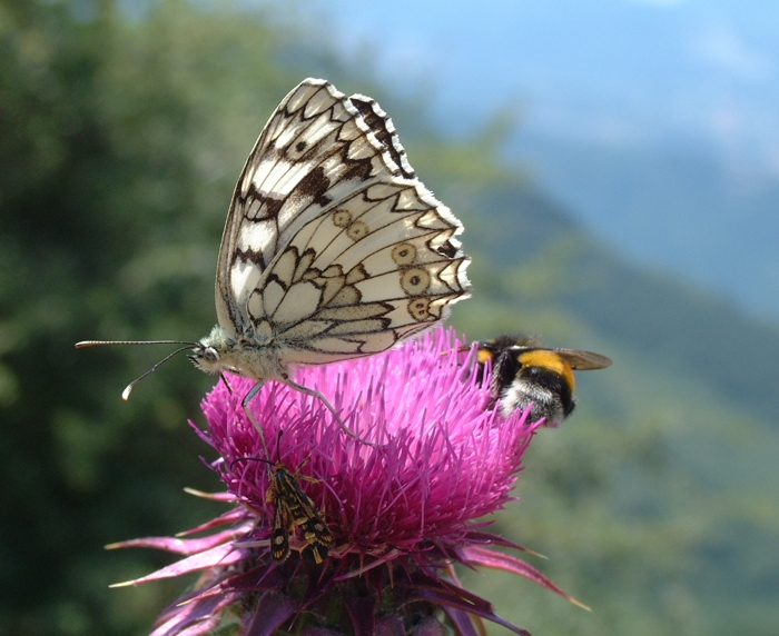 Melanargia russiae